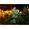 Train Wreck feminizada de Green House Seeds