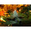 Train Wreck feminizada de Green House Seeds