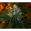 Train Wreck feminizada de Green House Seeds