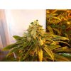 Train Wreck feminizada de Green House Seeds