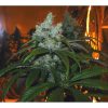 Train Wreck feminizada de Green House Seeds