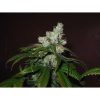 Train Wreck feminizada de Green House Seeds