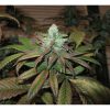Train Wreck feminizada de Green House Seeds