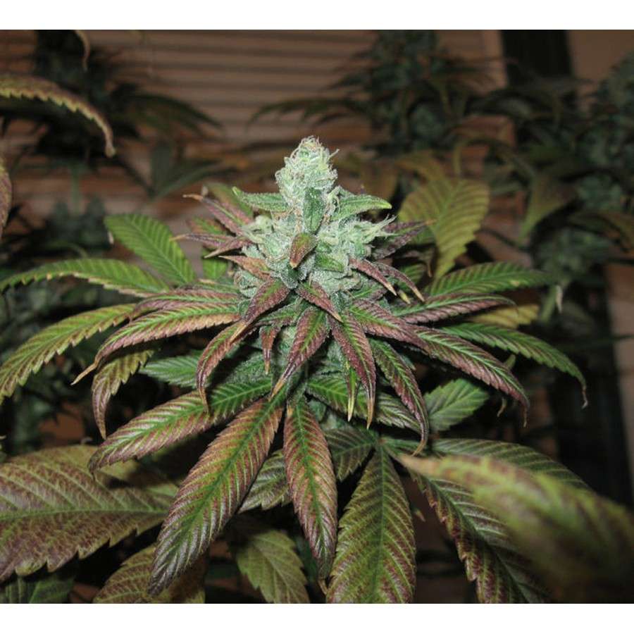 Train Wreck feminizada de Green House Seeds - Imagen 9