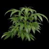White Rhino feminizada de Green House Seeds
