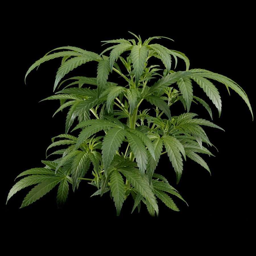 White Rhino feminizada de Green House Seeds - Imagen 2
