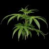White Rhino feminizada de Green House Seeds