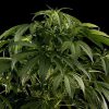 White Rhino feminizada de Green House Seeds