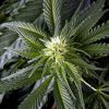 White Rhino feminizada de Green House Seeds
