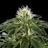 White Rhino feminizada de Green House Seeds