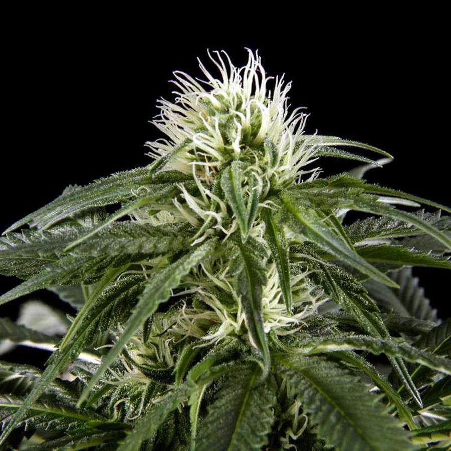 White Rhino feminizada de Green House Seeds - Imagen 6