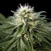 White Rhino feminizada de Green House Seeds