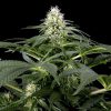 White Rhino feminizada de Green House Seeds