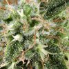 White Rhino feminizada de Green House Seeds