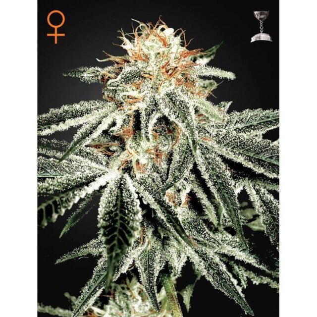 White Widow feminizada de Green House Seeds