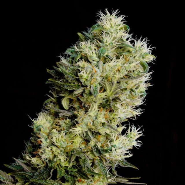 Amnesia Bilbo Auto de Genehtik