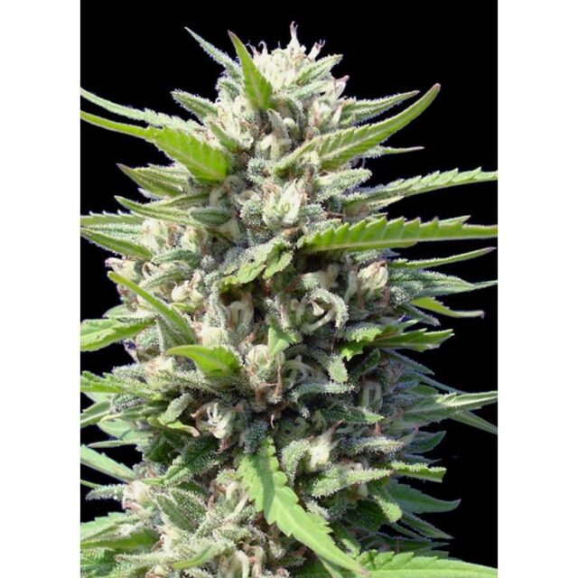 Northern Lights Auto de Genehtik
