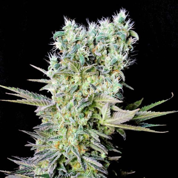 Northern Lights X feminizada de Genehtik
