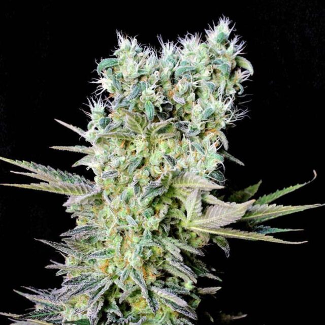 Northern Lights X feminizada de Genehtik
