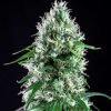 Super Silver Bilbo feminizada de Genehtik