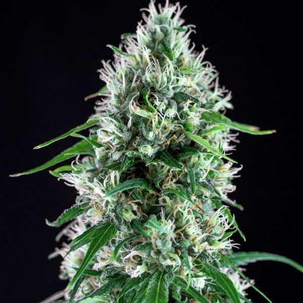 Super Silver Bilbo feminizada de Genehtik