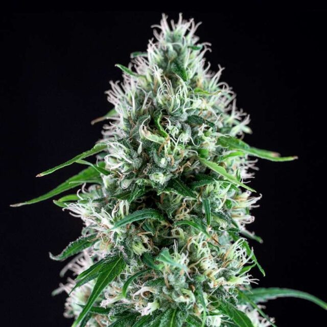 Super Silver Bilbo feminizada de Genehtik
