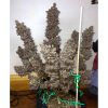 Blackberry Auto de FastBuds