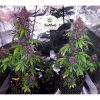 Blackberry Auto de FastBuds