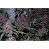 Blackberry Auto de FastBuds