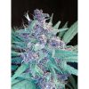 C4 Auto de FastBuds
