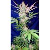 C4 Auto de FastBuds