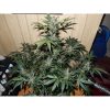 C4 Auto de FastBuds