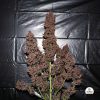 C4 Auto de FastBuds
