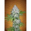 Californian Snow Auto de FastBuds