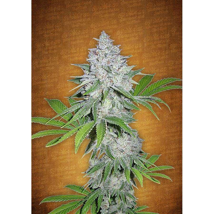 Californian Snow Auto de FastBuds