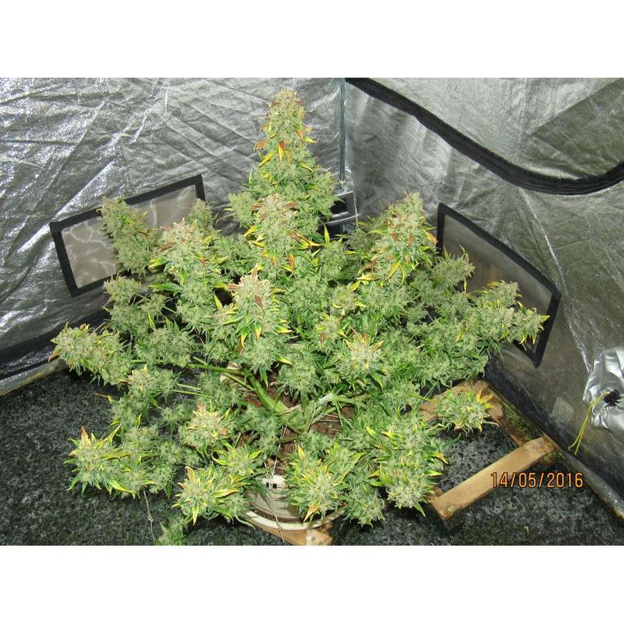 Californian Snow Auto de FastBuds