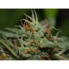 Californian Snow Auto de FastBuds