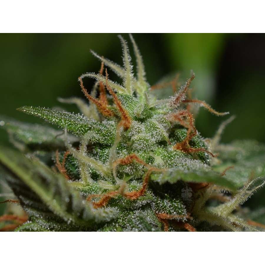 Californian Snow Auto de FastBuds