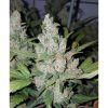 Californian Snow Auto de FastBuds