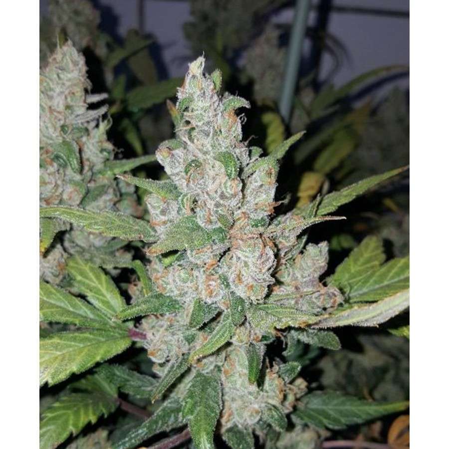 Californian Snow Auto de FastBuds