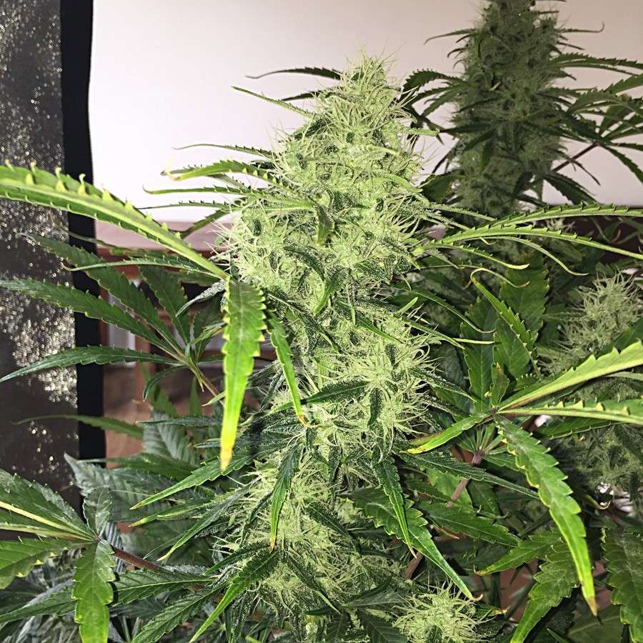 Californian Snow Auto de FastBuds