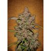 Crystal Meth Auto de FastBuds