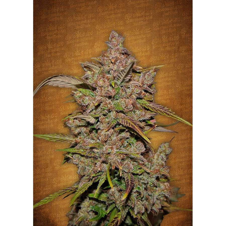 Crystal Meth Auto de FastBuds