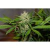 Crystal Meth Auto de FastBuds