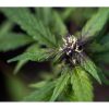 Crystal Meth Auto de FastBuds