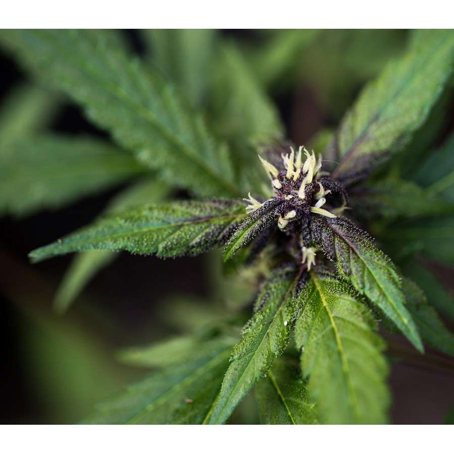 Crystal Meth Auto de FastBuds