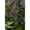 Crystal Meth Auto de FastBuds