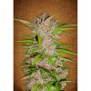 Fastberry Auto de FastBuds