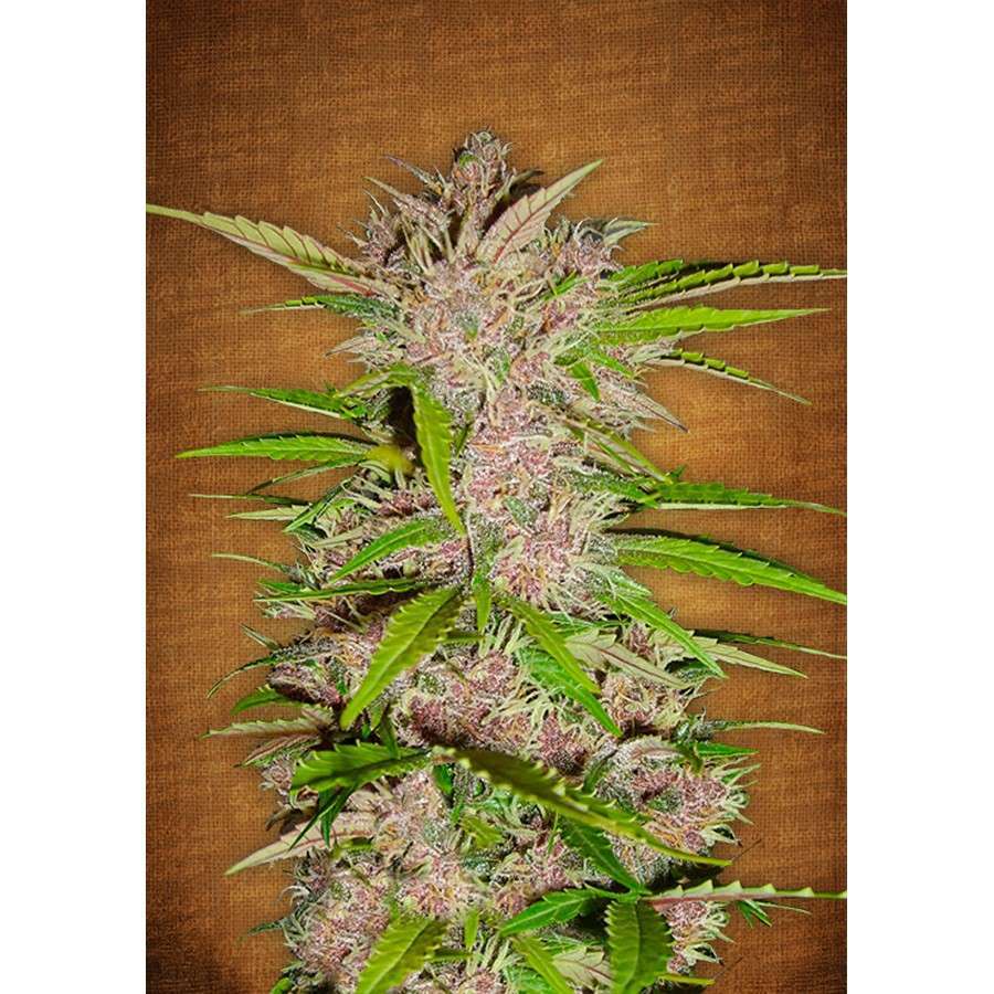 Fastberry Auto de FastBuds