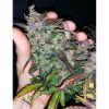 Fastberry Auto de FastBuds